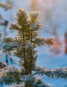 户外松雪枝冬季风景与松林和日落浅的野外深处美丽雪堆图片