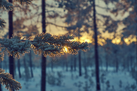 森林户外木头松雪枝冬季风景与松林和日落浅的野外深处图片