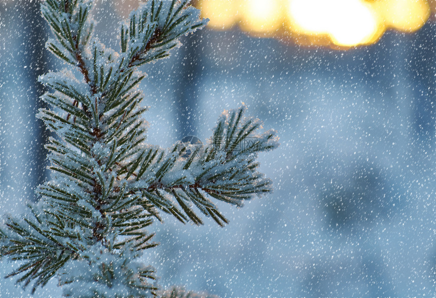 白色的深松雪枝冬季风景与松林和日落浅的野外深处松树图片