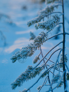 美丽松雪枝冬季风景与松林和日落浅的野外深处松树下雪的图片