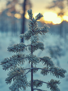 松树雪枝冬季风景与松林和日落浅的野外深处冷冻图片