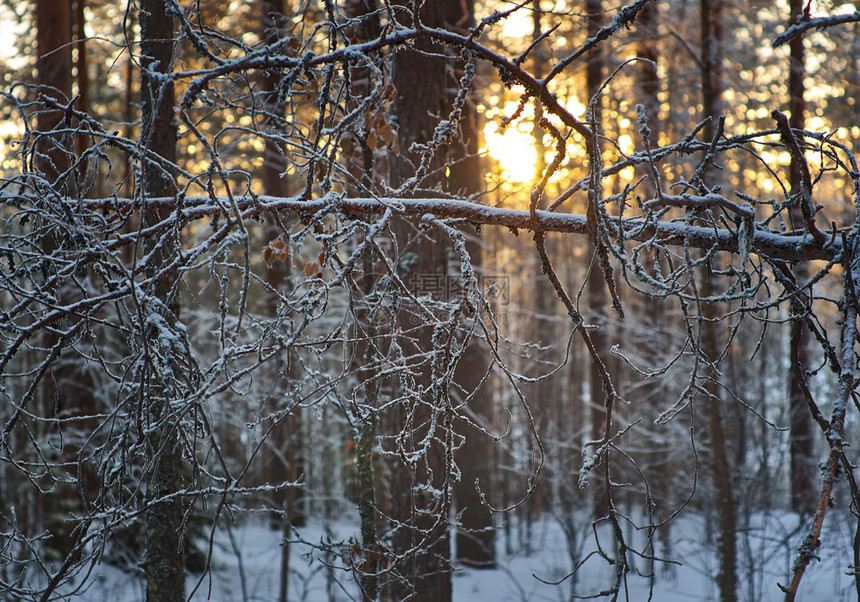 户外松雪枝冬季风景与松林和日落浅的野外深处场景雪花图片
