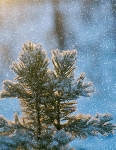 覆盖霜松雪枝冬季风景与松林和日落浅的野外深处寒冷图片