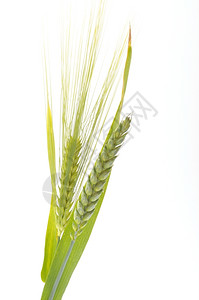 自然玉米种子绿色小麦和大花束边界白底小麦图片