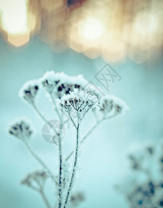 树木景观冬天自然季风景边场冻结的花朵图片