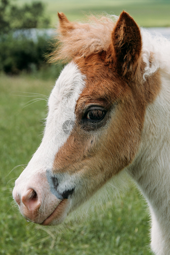在野外的一匹漂亮年轻小马头目年轻小马头目术鬃毛品种图片