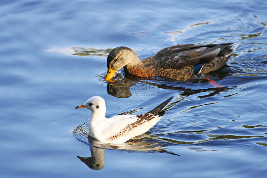 站立鸟类羽化海鸥和鸭子两只鸟在蓝水中一起游泳图片