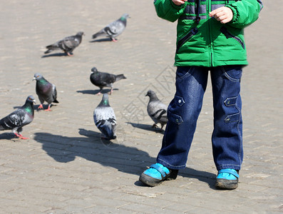 婴儿在公园男孩喂鸽子散步时的宝服装照片游戏图片