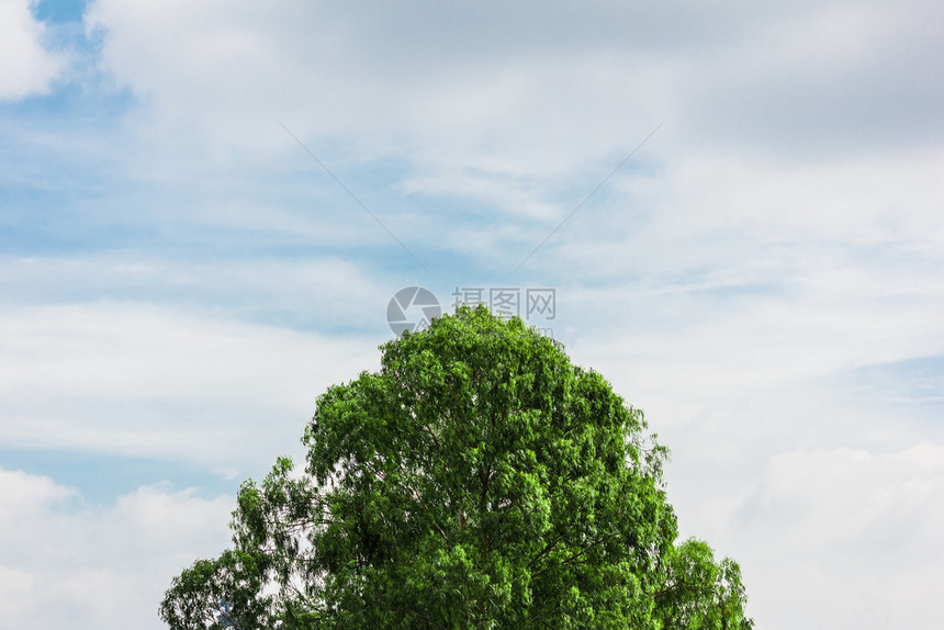 木头背景中蓝色天空的树顶上美丽夏天图片