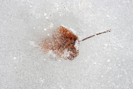 冰中的花粉叶冻海洋凉爽冬天气图片