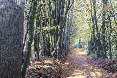 秋季森林里的道路图片