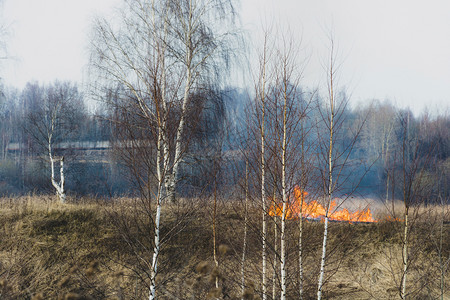 火焰早期的去年春天初在伊万诺沃市郊区非法焚烧干燥的去年树根草危险图片