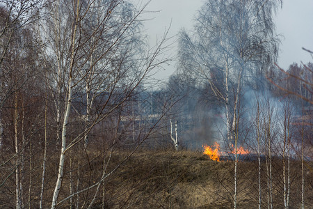 河烧伤环境去年春天初在伊万诺沃市郊区非法焚烧干燥的去年树根草图片
