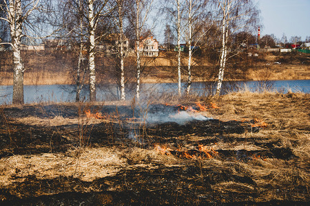 燃烧去年春天初在伊万诺沃市郊区非法焚烧干燥的去年树根草环境热的背景图片