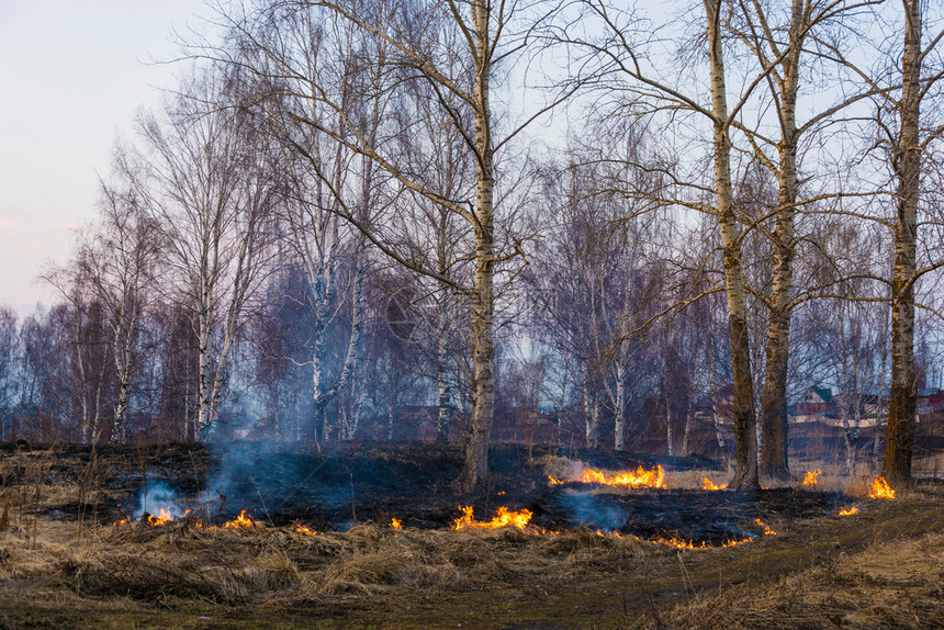 灾难热的银行去年春天初在伊万诺沃市郊区非法焚烧干燥的去年树根草图片