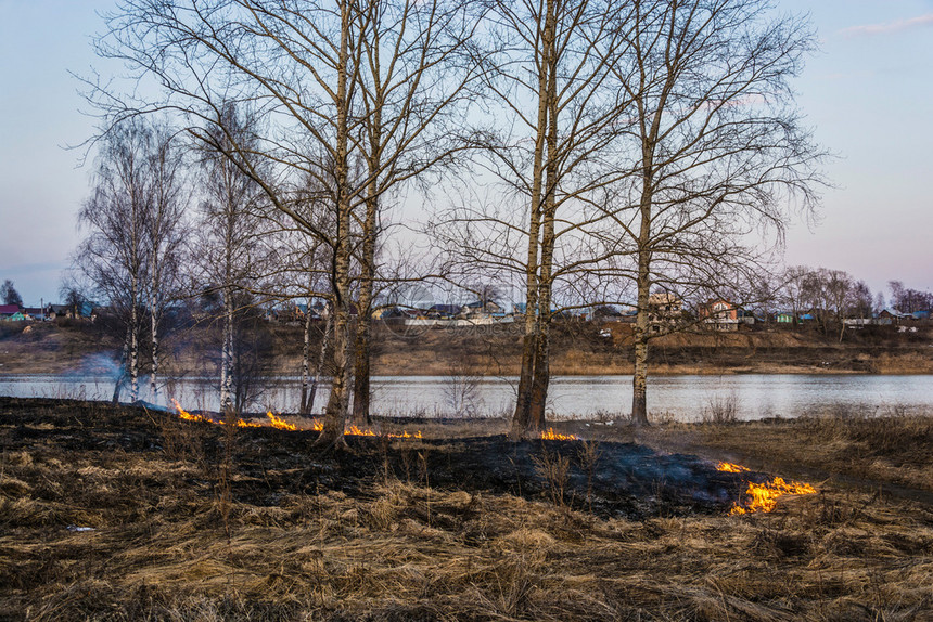 红色的自然燃烧去年春天初在伊万诺沃市郊区非法焚烧干燥的去年树根草图片