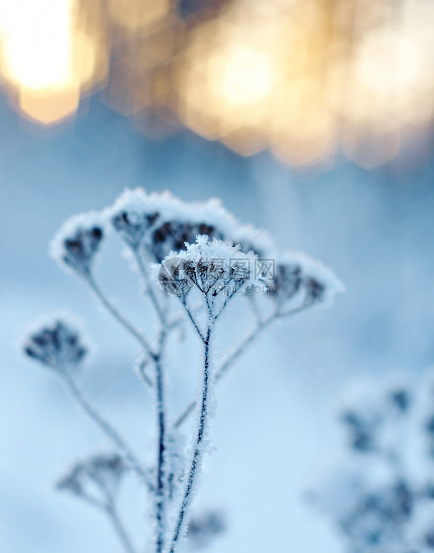 天空冬季风景边场冻结的花朵冰户外图片