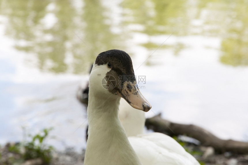 野生动物池塘白色的鸭和湖底图片