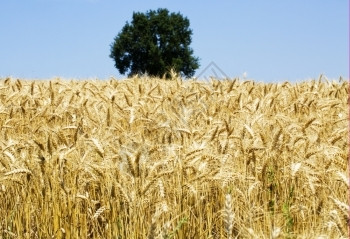 金麦田后面有绿树的金麦田水平图象季节生长玉米图片