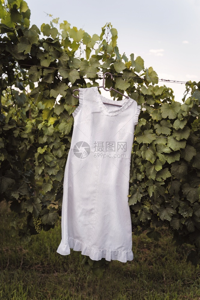 爱新的种植园葡萄衣架上的白色夏季服装夏日在田地上挂葡萄树的衣物母亲天空虚抛弃了孤独和悲伤的概念图片