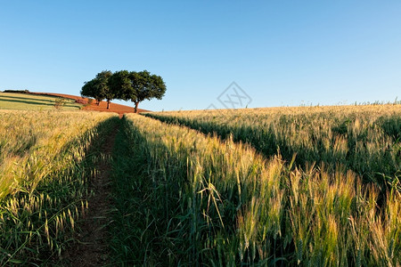 黄色的生长粮食日出时的麦田背景上有树木日出时的麦田图片