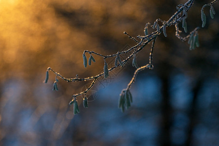 冬天冰冷坡度清晨的阳光下冰雪雄阴阳柳图片