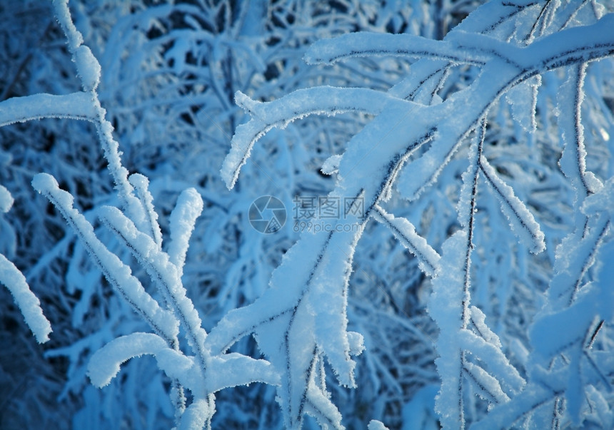 美丽天空冬季风雪覆盖的树枝和灌木丛分支机构图片