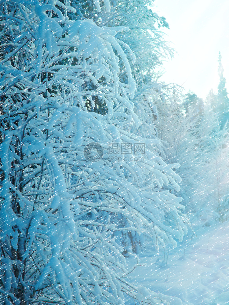 白雪皑旅行冬季风雪覆盖的树枝和灌木丛景观图片