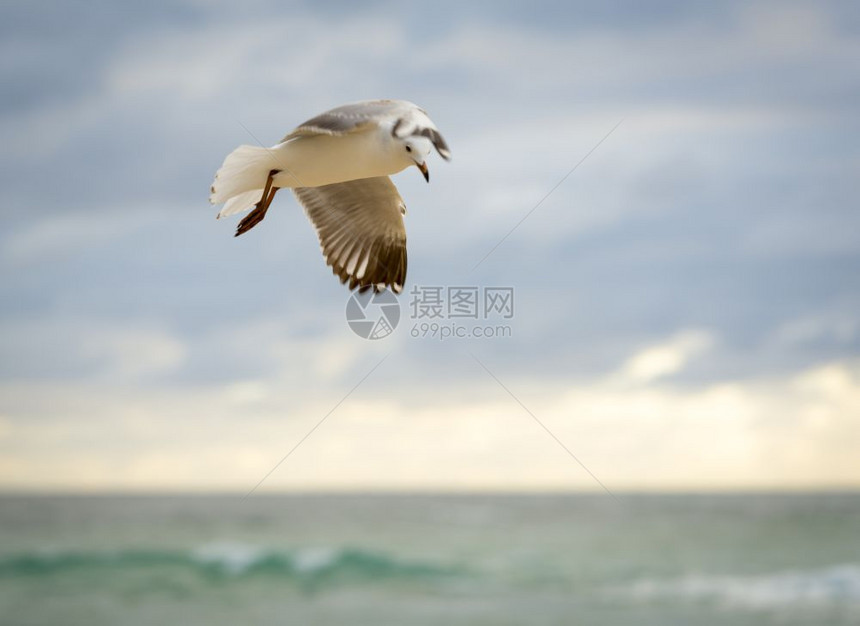 鸟类白色的航班美丽海鸥鸟飞过大图片