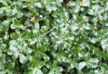天户外开花Kermes橡木Quercuscoccifera带刺的绿叶图片