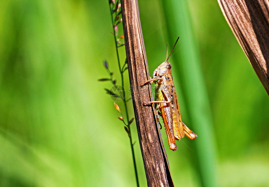 动物群灰色的世界一只绿色的大型蝗虫坐在干草上图片
