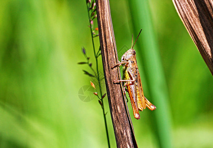 动物群灰色的世界一只绿色的大型蝗虫坐在干草上高清图片