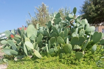 气候9月在马耳他阳光明媚的一天花棚中播种仙人掌植被开花夏天图片