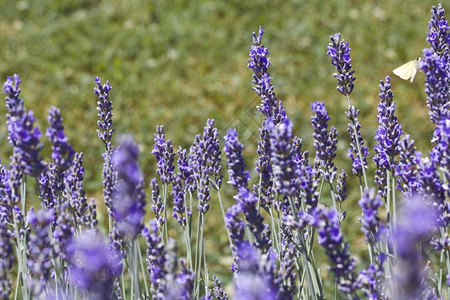 实地的淡紫色浮动花朵夏天生长图片