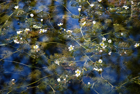 树叶植物群池塘中的白水花朵库尔曼图片