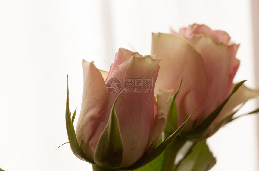 自然问候婚姻花芽在白色背景上紧贴起来的白背景上玫瑰在白色背景上紧贴起来的图片