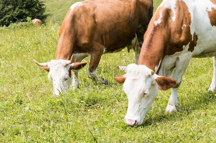 动物场地牛群在山里的草地上放牧吃图片
