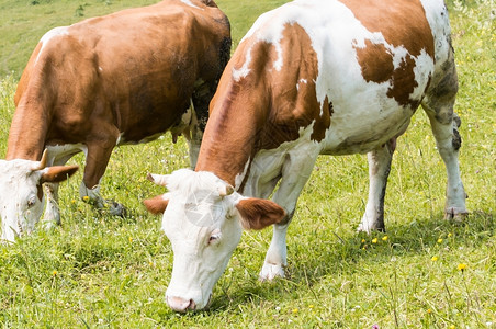 家畜食物牛群在山里的草地上放牧牛肉图片