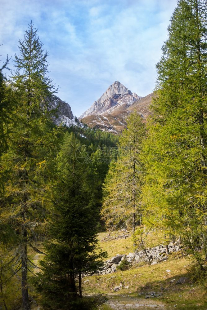 森林全景阿尔卑斯山脉意大利弗里阿尔卑斯山Friuli景观图片