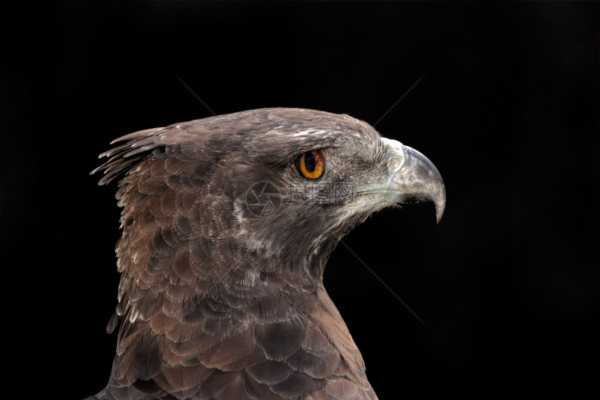 南非军事鹰Pilomaetusbellicosus的肖像保护好战盯图片