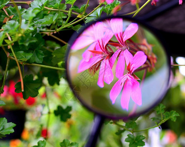 环境自然粉色的放大镜下紫色天竺葵花观图片