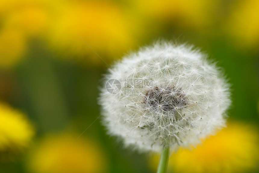 球在模糊的黄色背景上贴近一个dandelion季节自然图片