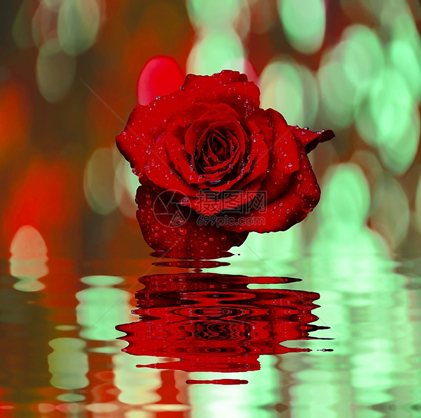 简单红玫瑰下着水滴反射在中叶子有香味的图片
