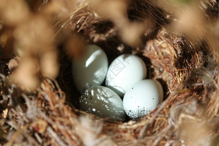 篮子鸟巢中四只卵的近距离拍摄动物花园图片