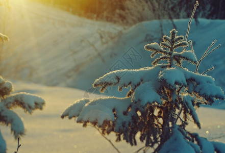 冬季地貌景观冻塔伊加森林仙境圣诞节花图片