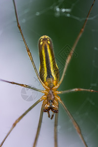 蜘蛛昆虫图片