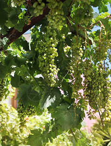 生长在葡萄园农场的新鲜绿色葡萄藤簇生长在酿酒厂的新鲜绿色葡萄藤束自然集群背景图片