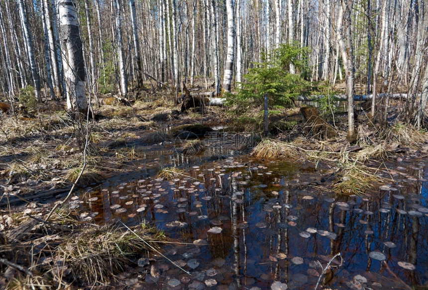 户外树初春的俄罗斯森林浅地深处洪水图片