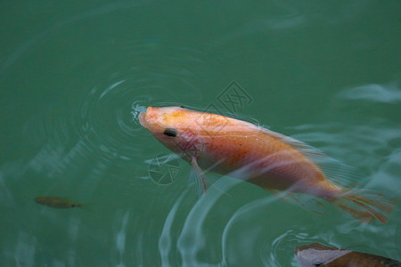 水下可口生活在池塘地表水顶上呼吸的一条小红罗非鱼图片