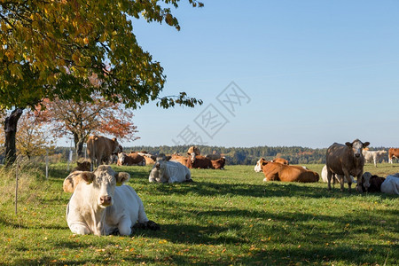 说谎大屁股牛躺在绿草地上休息乡村的白色图片
